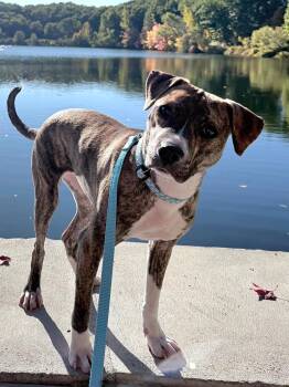 Squeakers -  Pit Bull Terrier Dog for Adoption in Framingham, Massachusetts - Squeakers | PetCurious