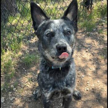 JUNE -  Australian Cattle Dog Blue Heeler Dog for Adoption in San Antonio, Texas - JUNE | PetCurious