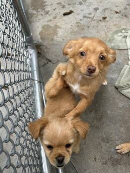 Chihuahua and Terrier Dogs Available for Adoption in Ontario, California - Lupita | PetCurious