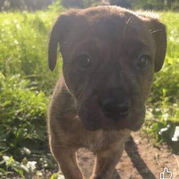 Little Duke -  Mountain Cur and Plott Hound Dog for Adoption in Spring Hill, Kansas - Little Duke | PetCurious