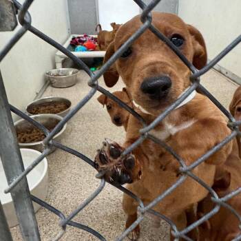 Bigs -  Miniature Pinscher Dog for Adoption in Pekin, Illinois - Bigs | PetCurious