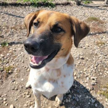 Rescue Shepherd Dogs for Adoption in Spencer, Iowa - Daryl | PetCurious