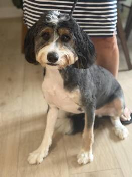 Duffy - Foster Needed -  Bernadoodle Dog for Adoption in Monticello, Minnesota - Duffy - Foster Needed | PetCurious