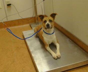 Australian Cattle Dog Blue Heeler and Mixed Breed Dogs Available for Adoption in Sacramento, California - HONEY BEAR | PetCurious