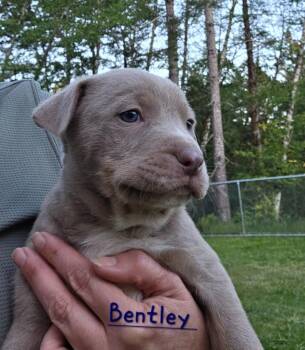 Pit Bull Terrier and Catahoula Leopard Dog Dogs Available for Adoption in Brookings, Oregon - Bentley | PetCurious