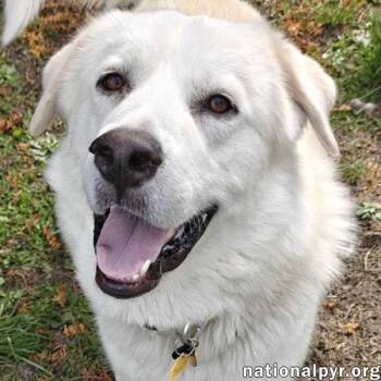 Great Pyrenees Dogs Available for Adoption in Beacon, New York - Ice In CT - Silly, Friendly & Playful! | PetCurious