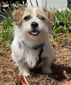 Mixed Breed Dogs Available for Adoption in Mount Pleasant, South Carolina - Tulip | PetCurious