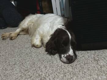Cocker Spaniel Dogs Available for Adoption in Lake City, Florida - Suzzie | PetCurious