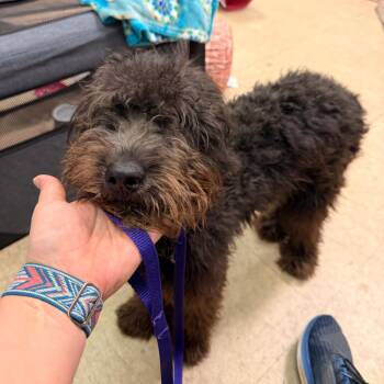 Henry -  Black Labrador Retriever and Poodle Dog for Adoption in Birmingham, Alabama - Henry | PetCurious