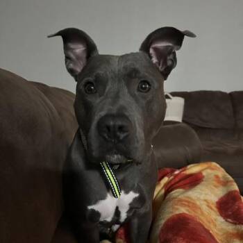 Mr. Pickles -  Pit Bull Terrier Dog for Adoption in Columbia, Missouri - Mr. Pickles | PetCurious