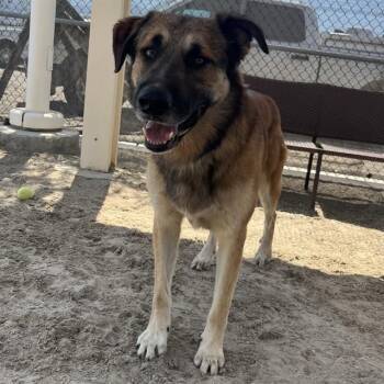 USHER -  German Shepherd Dog Dog for Adoption in Thousand Palms, California - USHER | PetCurious