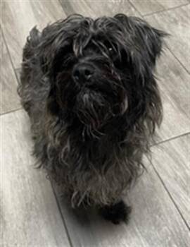 BABY- PENDING ADOPTION -  Poodle Dog for Adoption in Redlands, California - BABY- PENDING ADOPTION | PetCurious