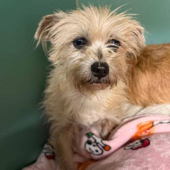 Yorkshire Terrier and Chihuahua Dogs Available for Adoption - Goldy | PetCurious