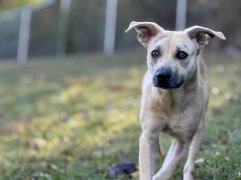 Rescue Mixed Breed Dogs for Adoption in Leitchfield, Kentucky - Harvest | PetCurious