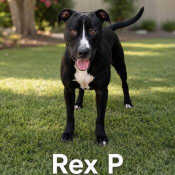 Rex P -  Pointer and Pit Bull Terrier Dog for Adoption in Lucas, Texas - Rex P | PetCurious