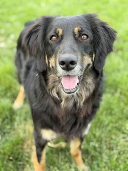 Missy -  Collie Dog for Adoption in Seneca Falls, New York - Missy | PetCurious