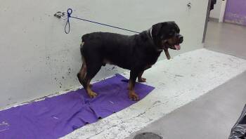 BEAR -  Rottweiler and Mixed Breed Dog for Adoption in Houston, Texas - BEAR | PetCurious