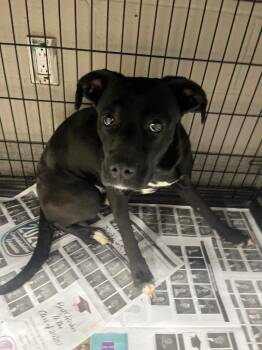 Princess -  Labrador Retriever and Pit Bull Terrier Dog for Adoption in Hopkinsville, Kentucky - Princess | PetCurious