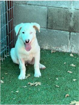 Phoebe -  Mixed Breed and Australian Shepherd Dog for Adoption in Granbury, Texas - Phoebe | PetCurious