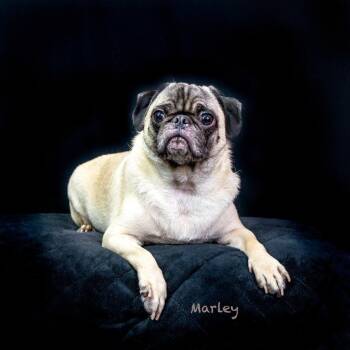 Marley -  Pug Dog for Adoption in Hot Springs Village, Arkansas - Marley | PetCurious