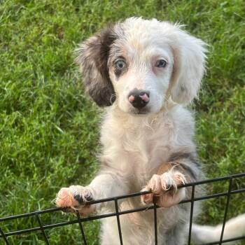 Spot-deaf -  Cocker Spaniel and Yorkshire Terrier Dog for Adoption in Rochester, Minnesota - Spot-deaf | PetCurious