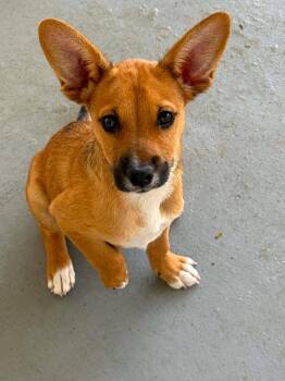 Chihuahua and Pomeranian Dogs Available for Adoption in Ringwood, New Jersey - Tails | PetCurious