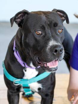 Wally -  Pit Bull Terrier Dog for Adoption in Roanoke, Virginia - Wally | PetCurious