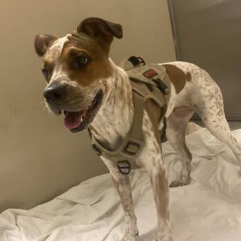 Pit Bull Terrier Dogs Available for Adoption in Palm Springs, California - Perfection | PetCurious
