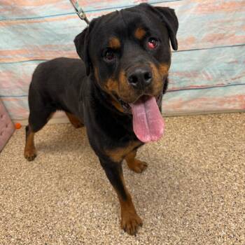 Rottweiler Dogs Available for Adoption - John Cena | PetCurious