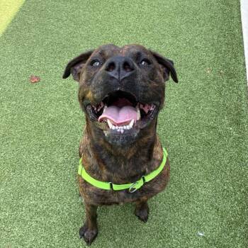 Jeep -  Pit Bull Terrier Dog for Adoption in Greensboro, North Carolina - Jeep | PetCurious