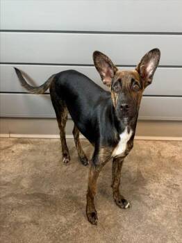 PRECIOUS -  German Shepherd Dog and Mixed Breed Dog for Adoption in Brunswick, Georgia - PRECIOUS | PetCurious