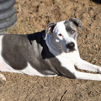 Sierra -  Labrador Retriever and Pit Bull Terrier Dog for Adoption in Sheridan, Arkansas - Sierra | PetCurious