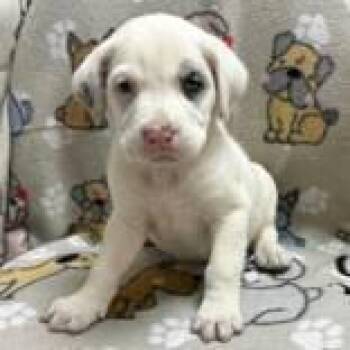 Rescue Australian Shepherd Dogs for Adoption in Portsmouth, Ohio - Arden | PetCurious
