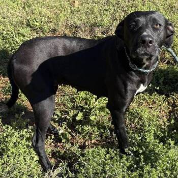 Dolly -  Black Labrador Retriever Dog for Adoption in Newborn, Georgia - Dolly | PetCurious