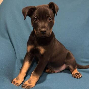 Mixed Breed Dogs Available for Adoption - Licorice Frost | PetCurious