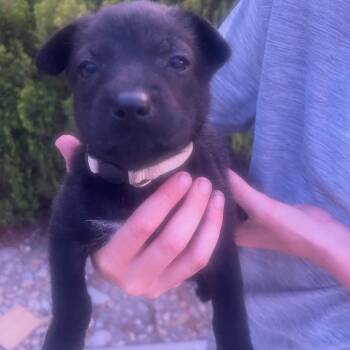 Alika -  Labrador Retriever and Spaniel Dog for Adoption in Escondido, California - Alika | PetCurious