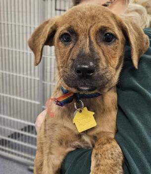 SILO -  Pit Bull Terrier and Mixed Breed Dog for Adoption in St. Louis, Missouri - SILO | PetCurious