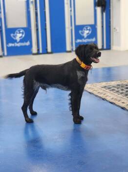 Available for Adoption - Tango (MI, USA) -  Brittany Spaniel and English Setter Dog for Adoption in Chelsea, Michigan - Available For Adoption - Tango (MI, USA) | PetCurious