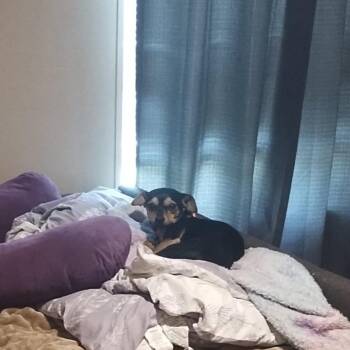 Dixie -  Chihuahua and Dachshund Dog for Adoption in Asher, Oklahoma - Dixie | PetCurious