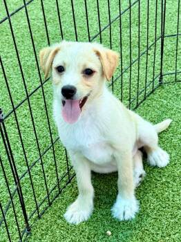 Terrier and Mixed Breed Dogs Available for Adoption in Cape Coral, Florida - Malt | PetCurious
