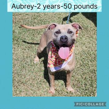 Rescue Pit Bull Terrier Dogs for Adoption in New Iberia, Louisiana - Aubrey | PetCurious