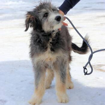 CT Murphy -  Bearded Collie and Poodle Dog for Adoption in Stormville, New York - CT Murphy | PetCurious