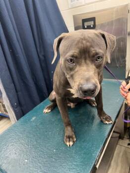 Rescue American Bulldog Dogs for Adoption in Mobile, Alabama - ZORO | PetCurious