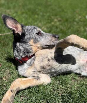 RipTide -  Australian Cattle Dog Blue Heeler Dog Available for Adoption in Yorktown, Virginia - RipTide | PetCurious