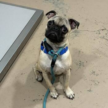 Rambo -  Pug and Mixed Breed Dog for Adoption in Buchanan Dam, Texas - Rambo | PetCurious