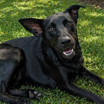 German Shepherd Dog Dogs Available for Adoption in Krum, Texas - Betty | PetCurious