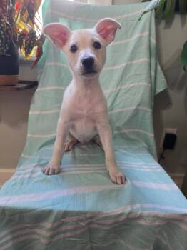 ROSE -  Shepherd and Mixed Breed Dog for Adoption in Cincinnati, Ohio - ROSE | PetCurious