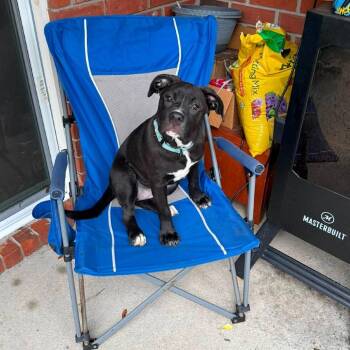 Velvet Jesup -  Mixed Breed Dog for Adoption in Savannah, Georgia - Velvet Jesup | PetCurious