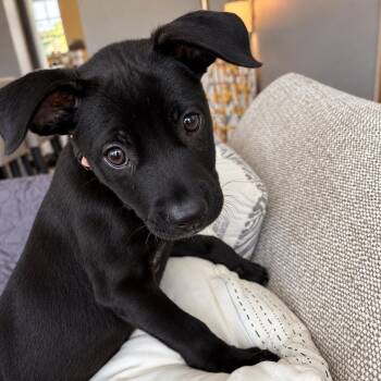 Baby Spice -  Labrador Retriever and Terrier Dog for Adoption in Baldwin, Maryland - Baby Spice | PetCurious
