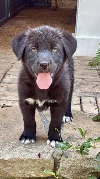 Bailey -  Golden Retriever and Flat Coated Retriever Dog for Adoption - Bailey | PetCurious